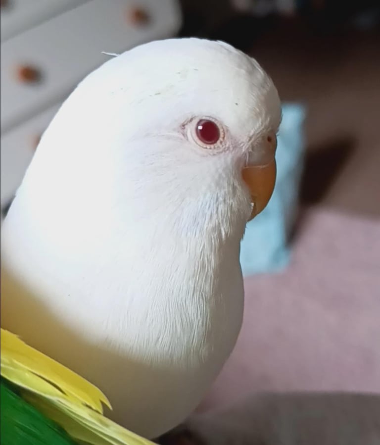 Albino budgie 