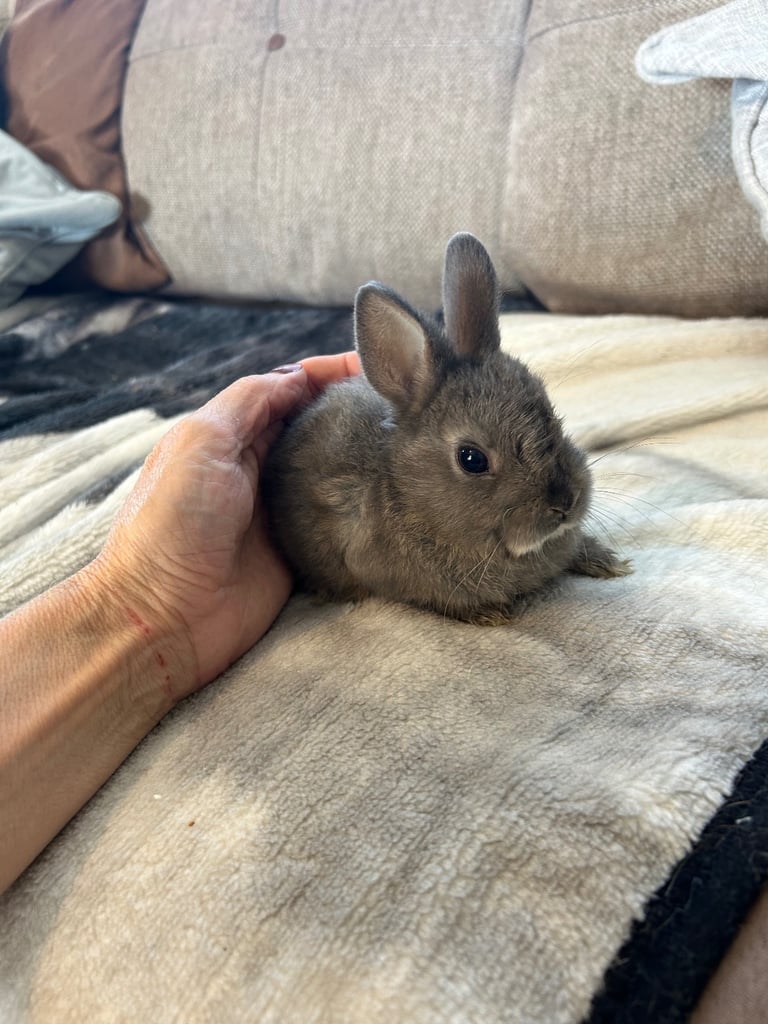 ONLY ONE LEFT! Beautiful Netherland dwarf baby bunnies 