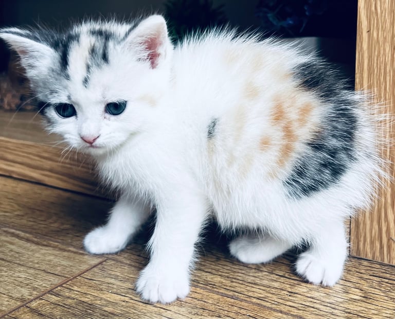 Kittens Cute Persian Mix Friendly cat