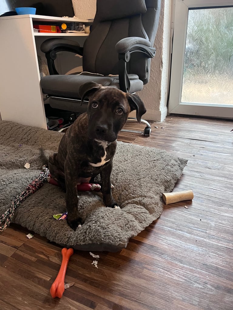 Presa canario puppy cross 