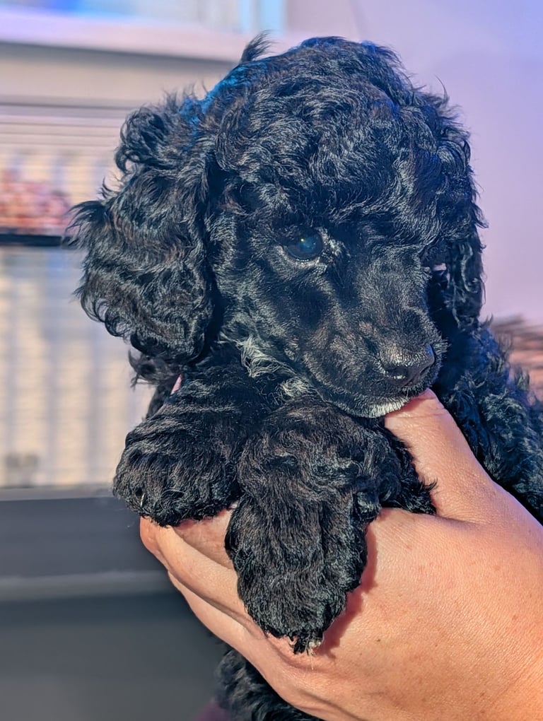 Toy poodle 