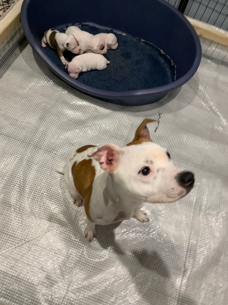 image for Staffordshire Bull terrier Puppies