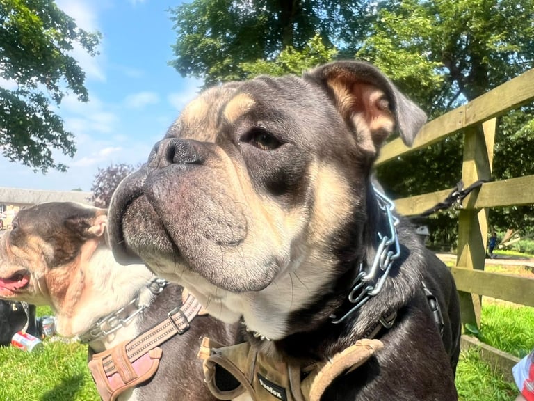 Olde English Bulldogge