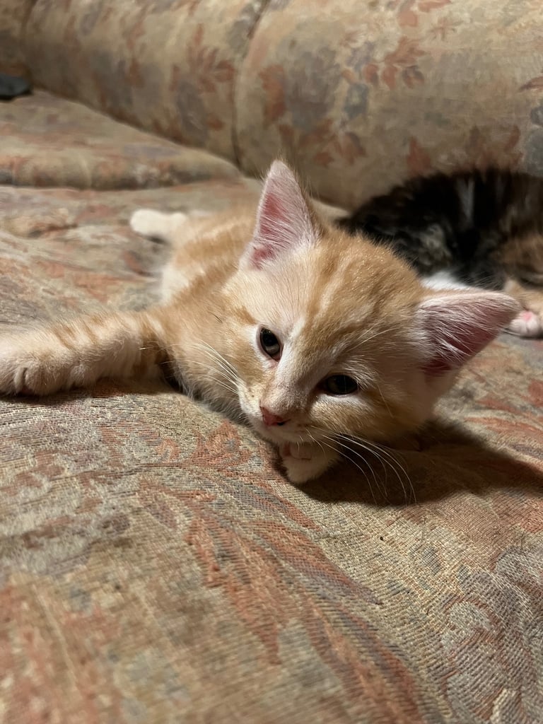 Siberian cross kittens 
