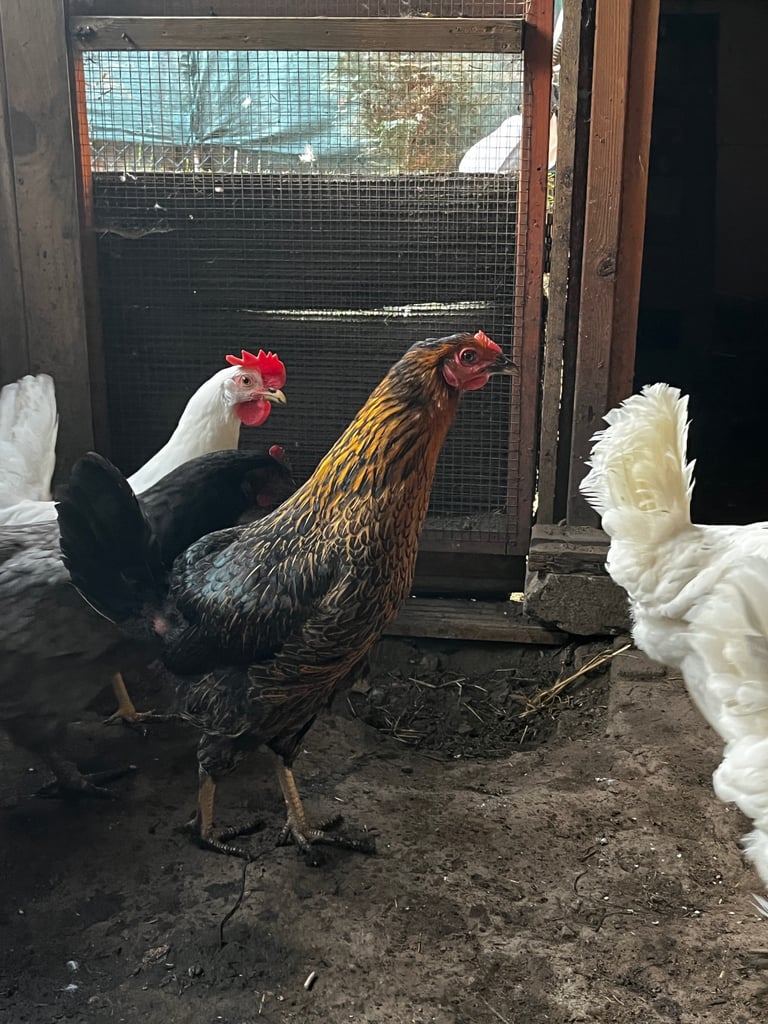 4 Ducks and 10 chickens 