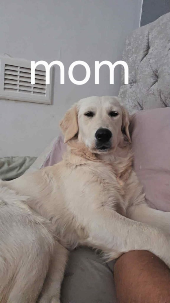 Goberians (siberian husky X goldenretriever