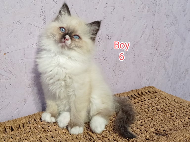 Thundermountainline Birman Ragdoll Mix Kittens For Sale Ragdoll