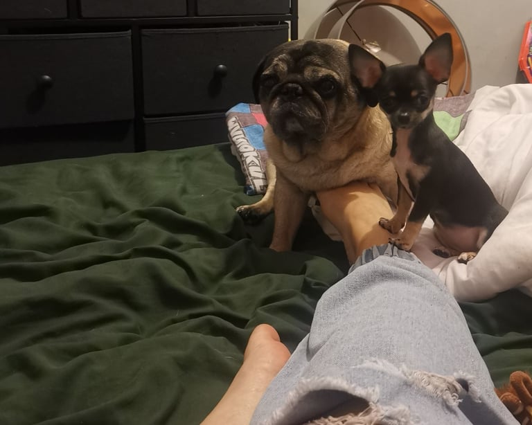 Small Chihuahua puppies