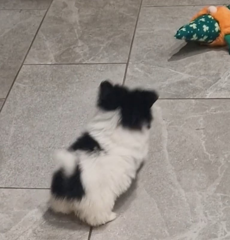 Ready Now 3 Girls. Pomeranian x shitzu health check. 1st vacination.  