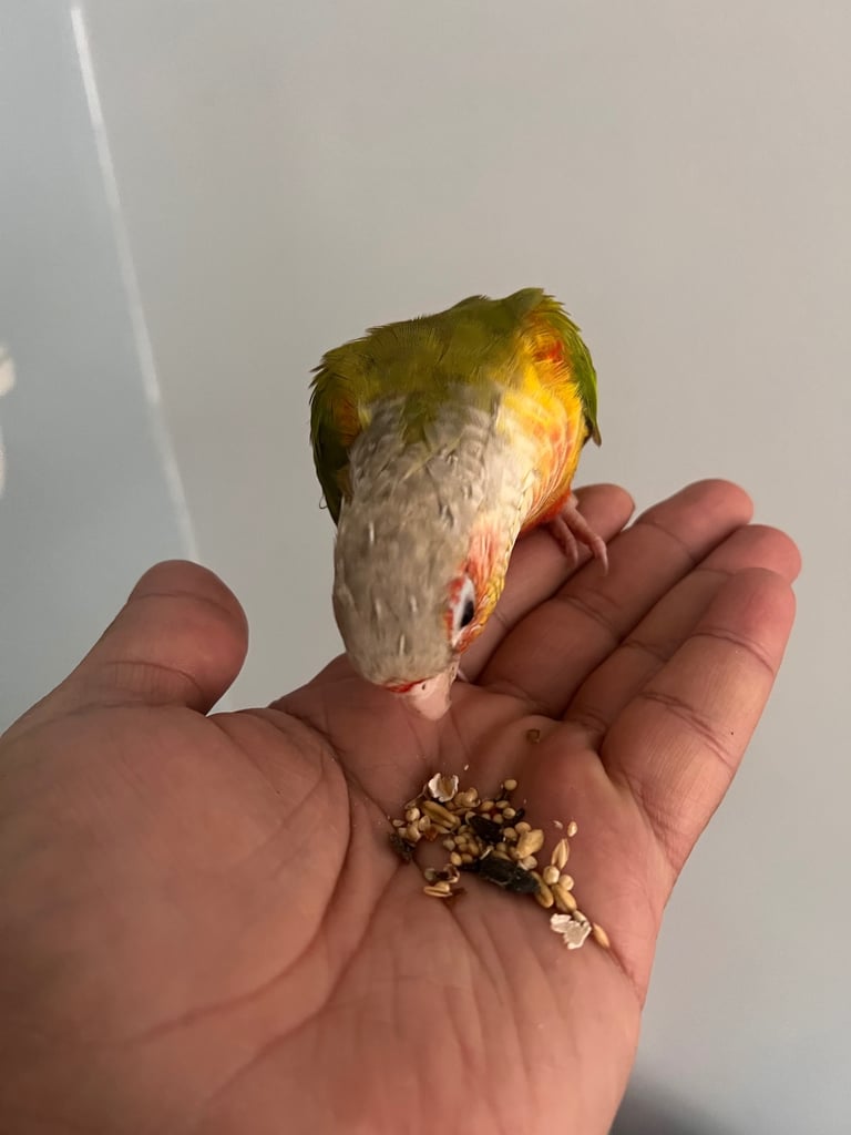 Baby budgies&new cage&food