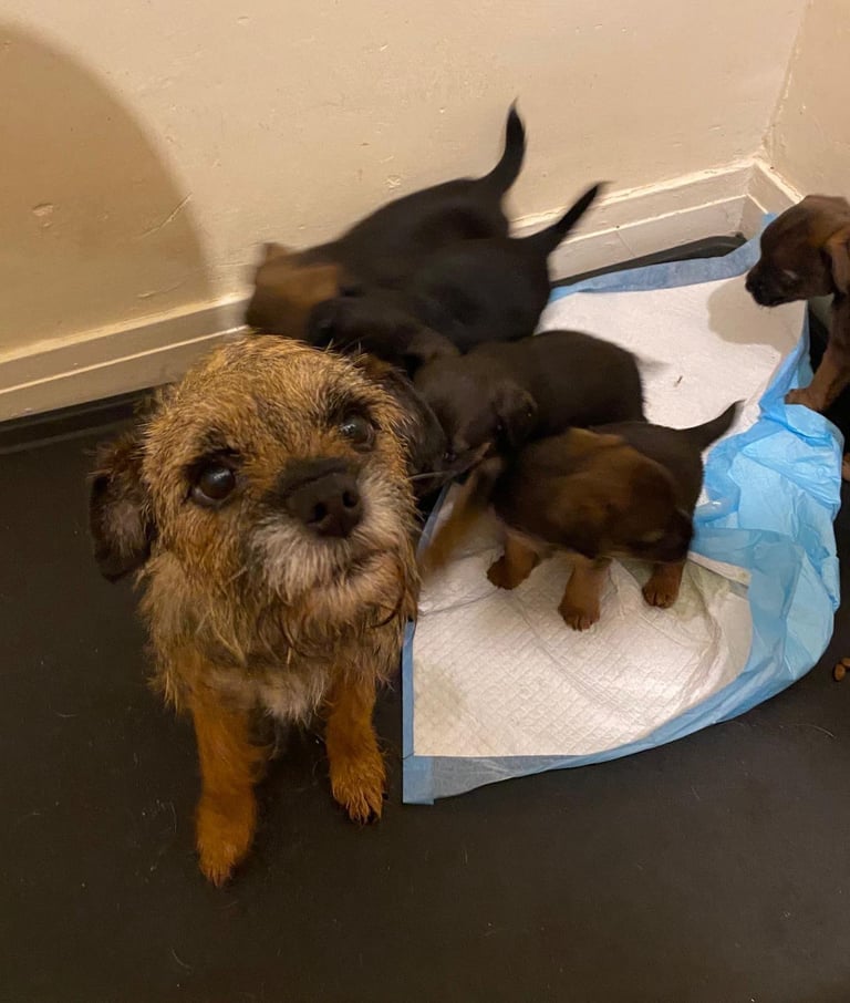 Border terrier puppies 