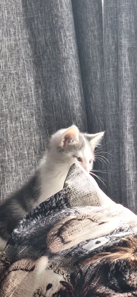 1 kitten left ready now