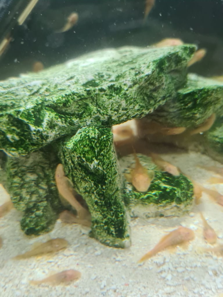 Baby gold bristlenose 