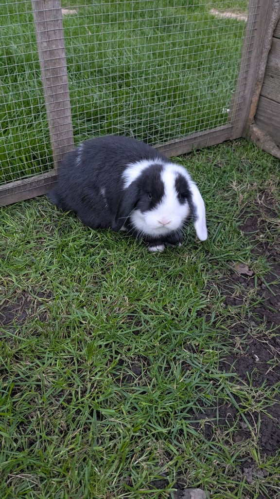 Mini lop babies ready now. 
