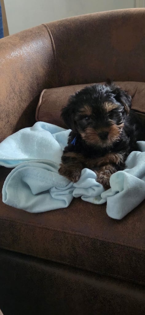 Yorkshire terrier puppies  8 weeks old 