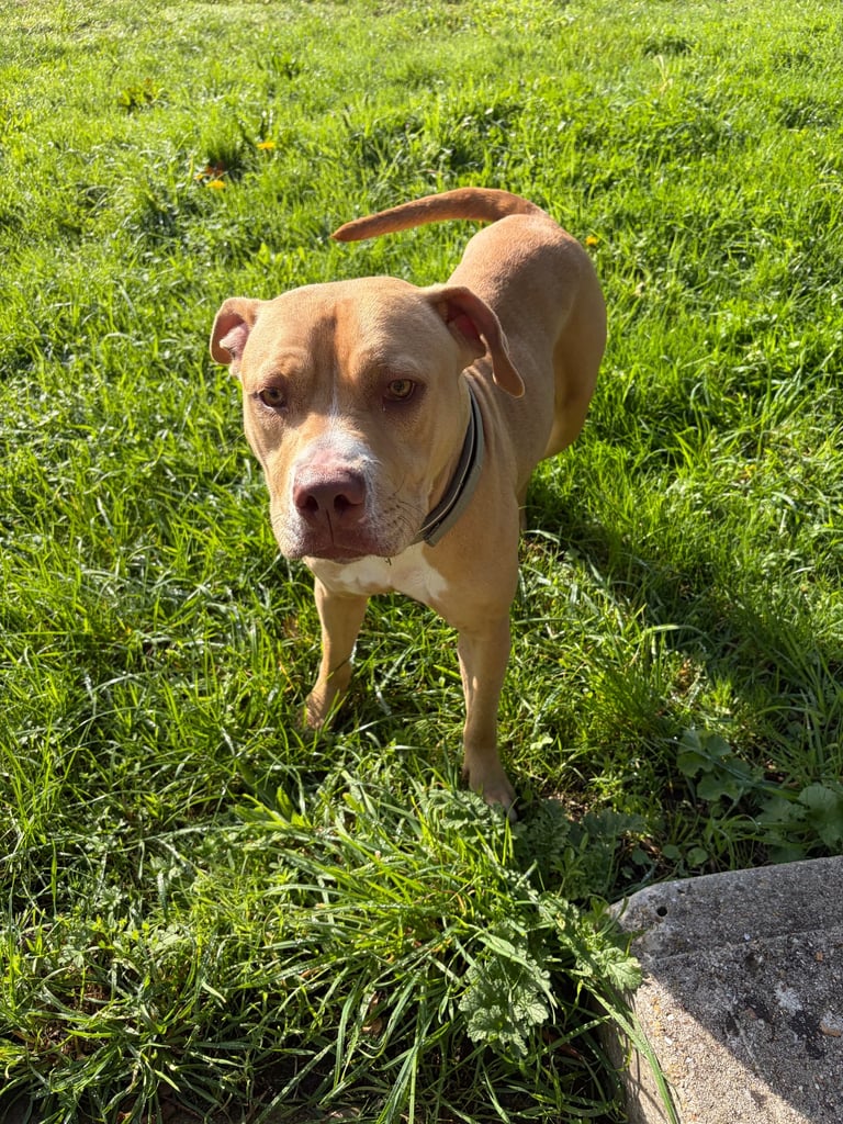 Female staff cross breed 