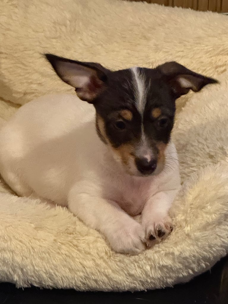 REDUCED Jack Russell puppy only 1 left