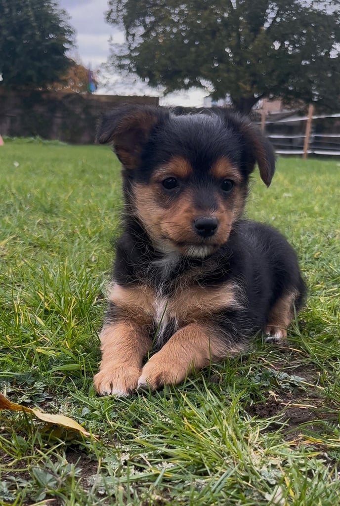 Gorgeous Wired Haired Terrier Boy Puppy