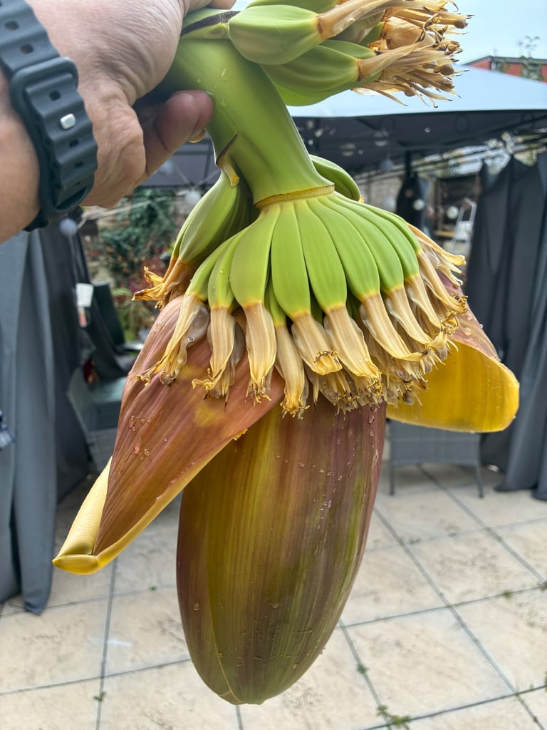 Indoor and outdoor banana plants 