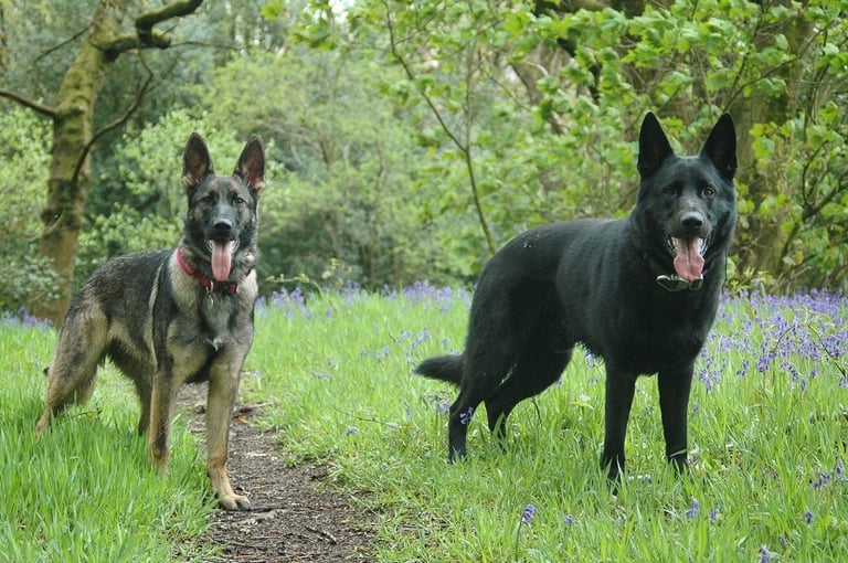 German Shepherd Puppies