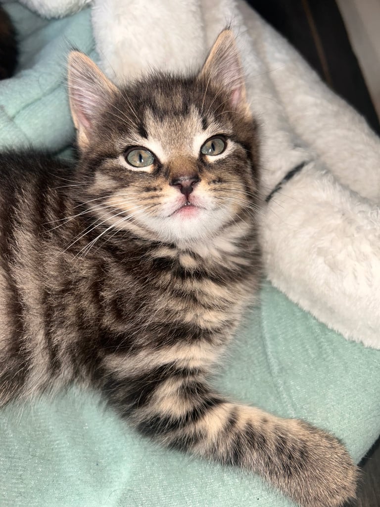 🐾 Adorable Kittens Looking for Their Forever Homes – 2 Girls & 3 Boys🐾
