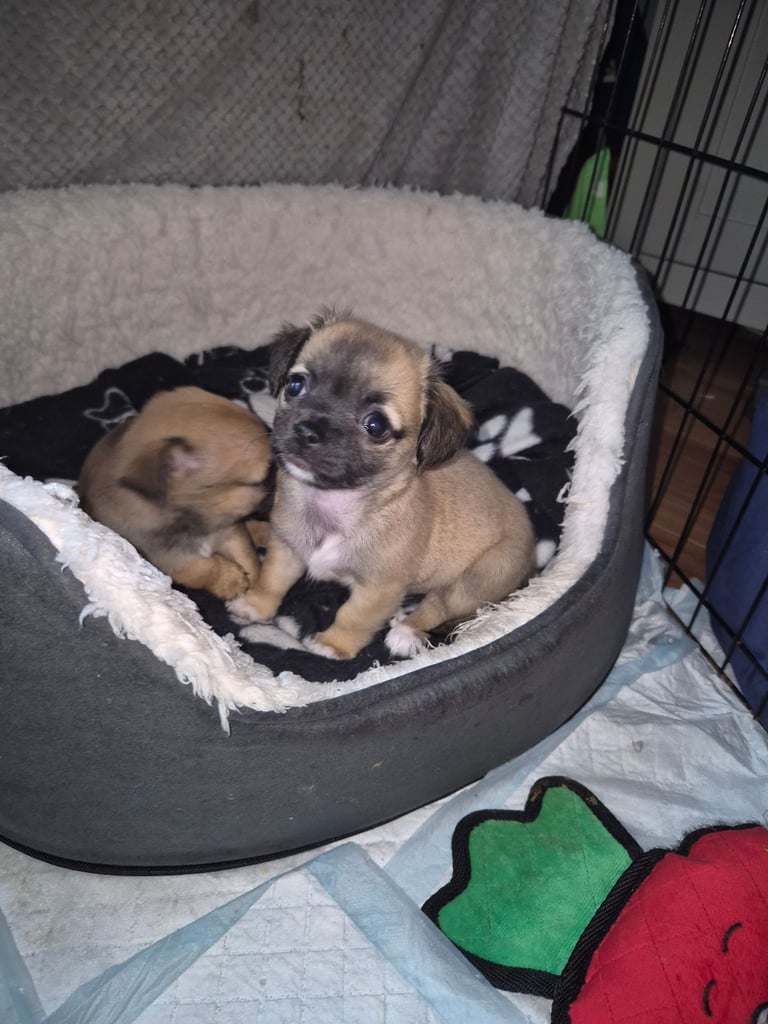 Chug puppies (only 3 left)