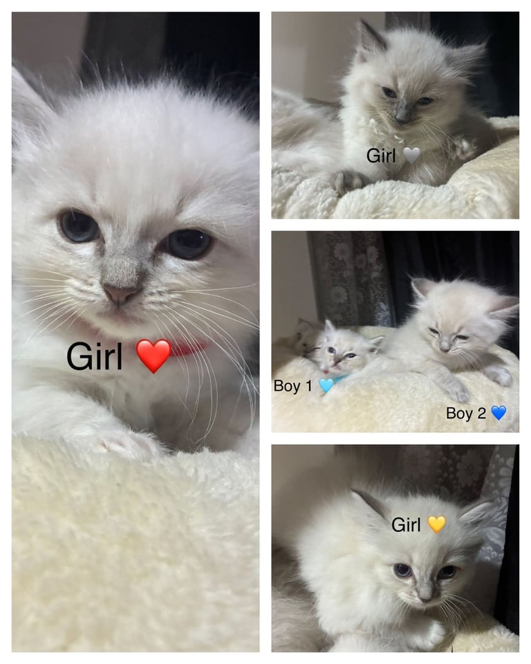 🐾 Pure breed Ragdoll kittens READY TO GO