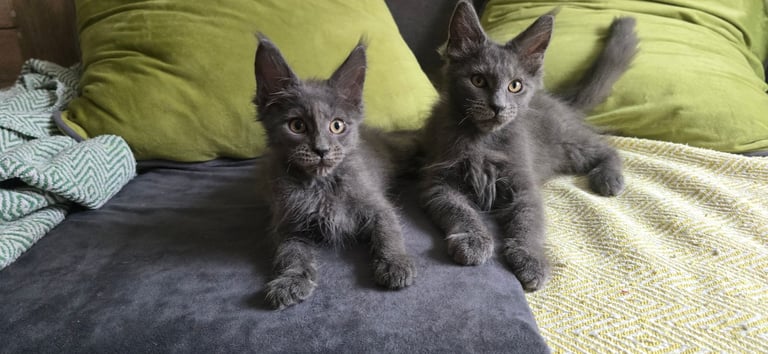 Maine coon kitten rady