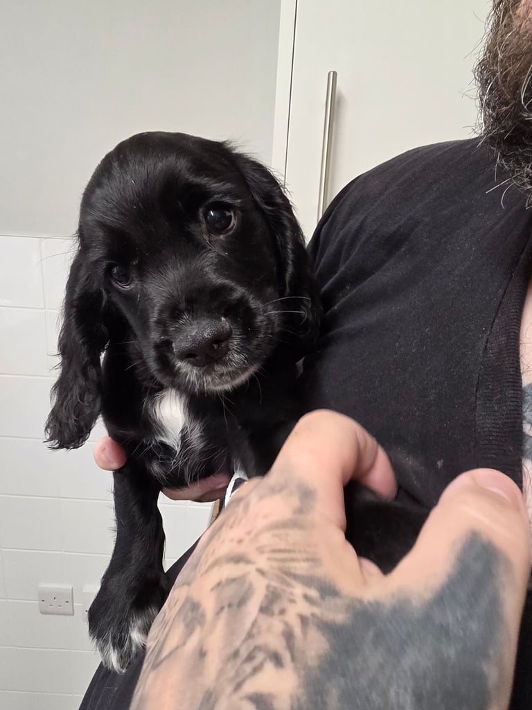 Male cocker spaniel pup