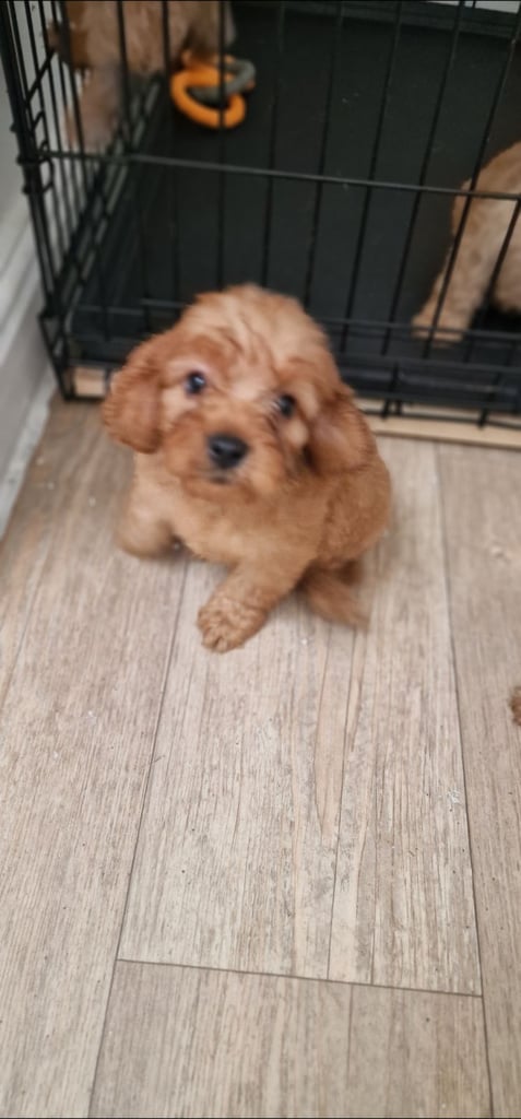 Cockapoo puppies F1
