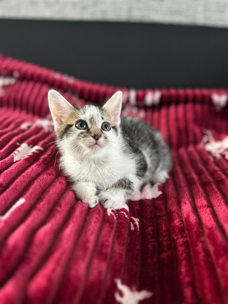 5 kittens (three left )