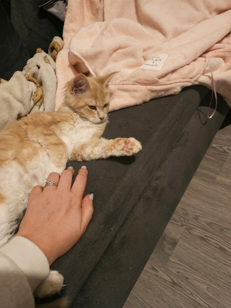 Female main coon for sale