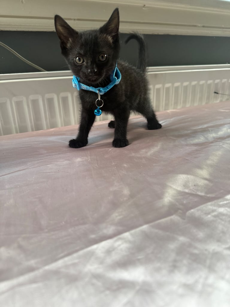 5 kittens for sale 4 girls 1 boy