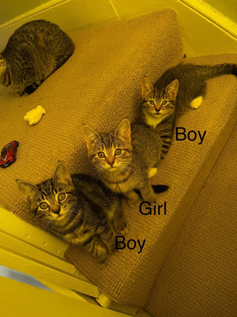 Cats to sale/they have already been sold