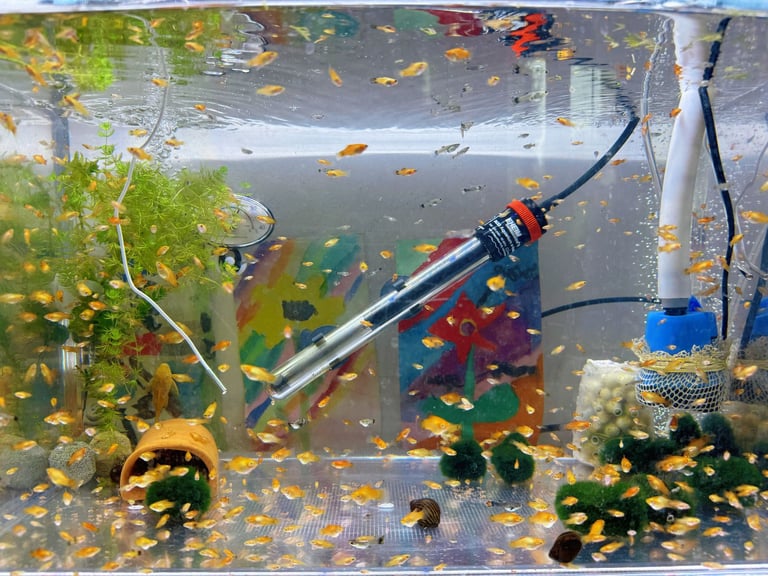 Small platys and Guppys for sale £1 each-Fish only