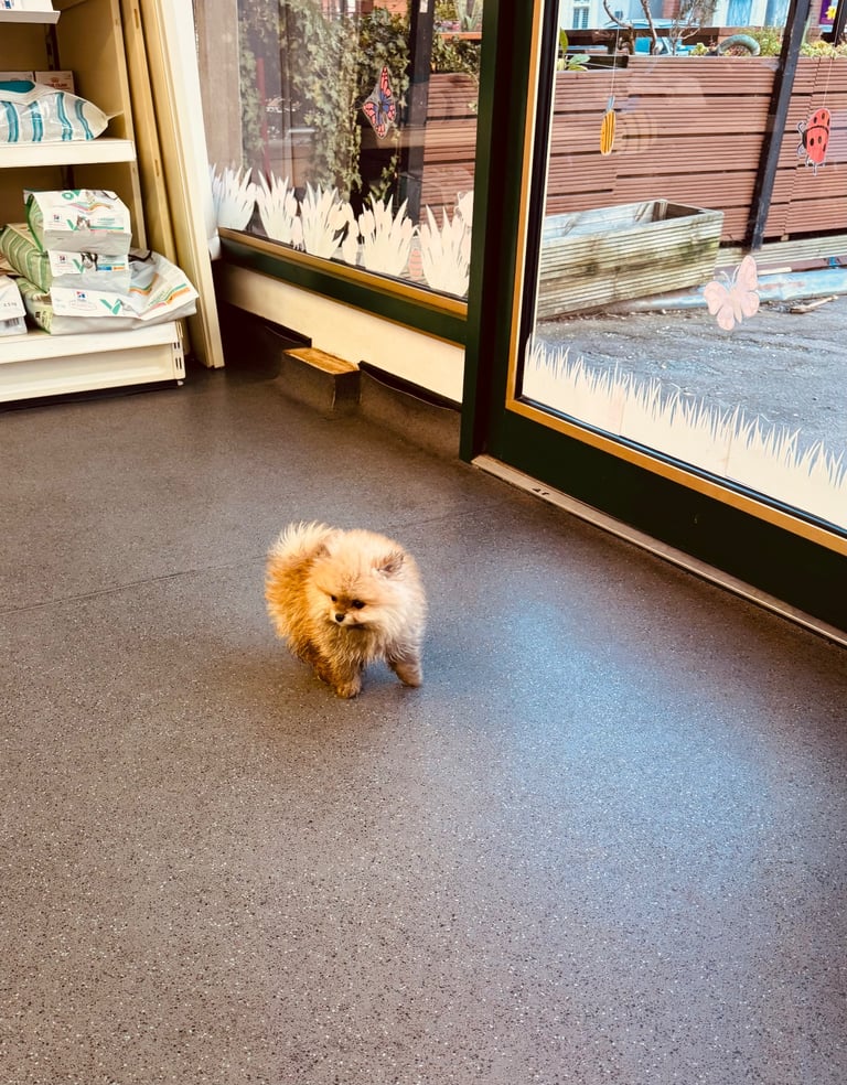 Small teddy Pomeranian puppy boy (brown) 