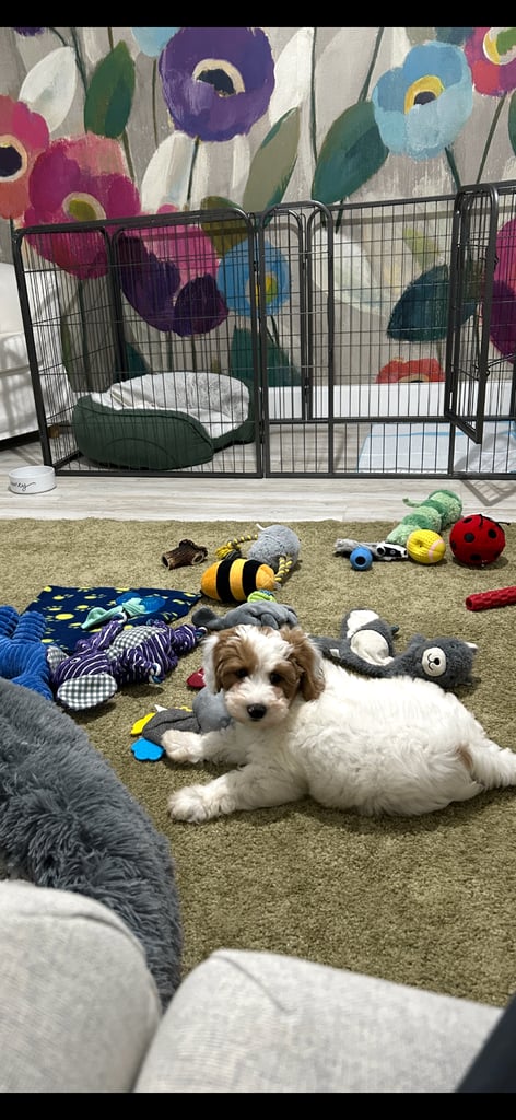 8 Panel puppy playpen