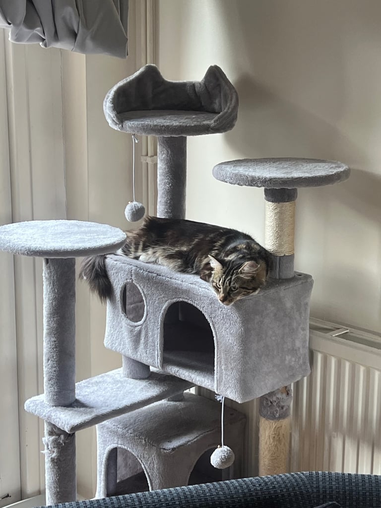 *1 year 5 months* half Norwegian forest cat