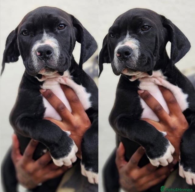 Boerbel x Mastiff 6 month old pup