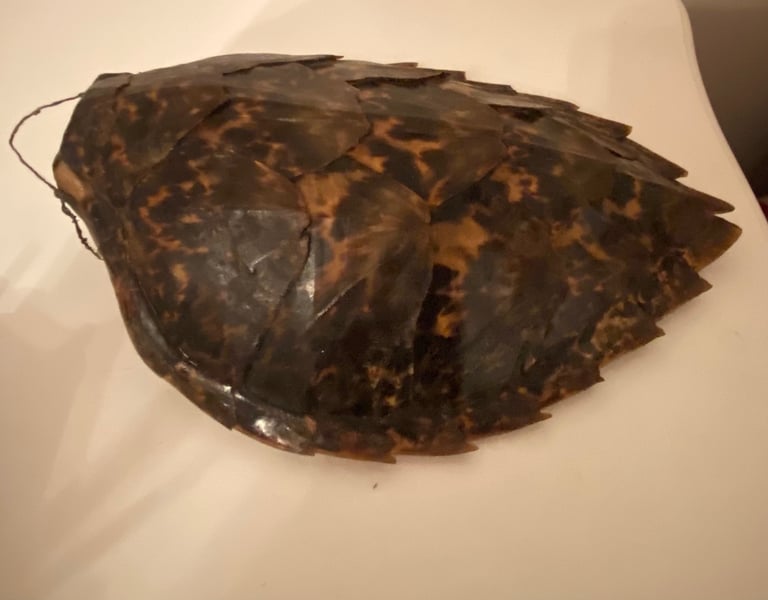 Vintage taxidermy shell