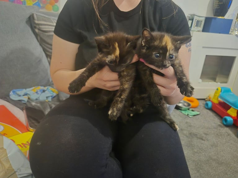 image for Girl kittens for sale