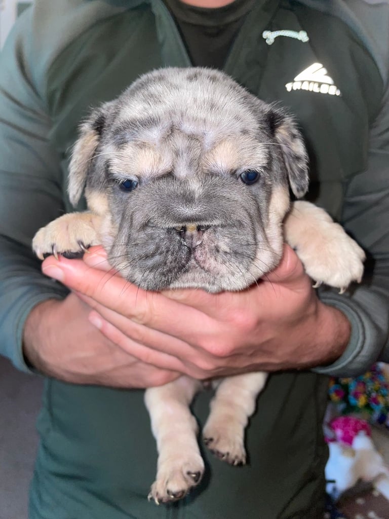 5 ⭐️ French bulldogs carrying fluffy 😍