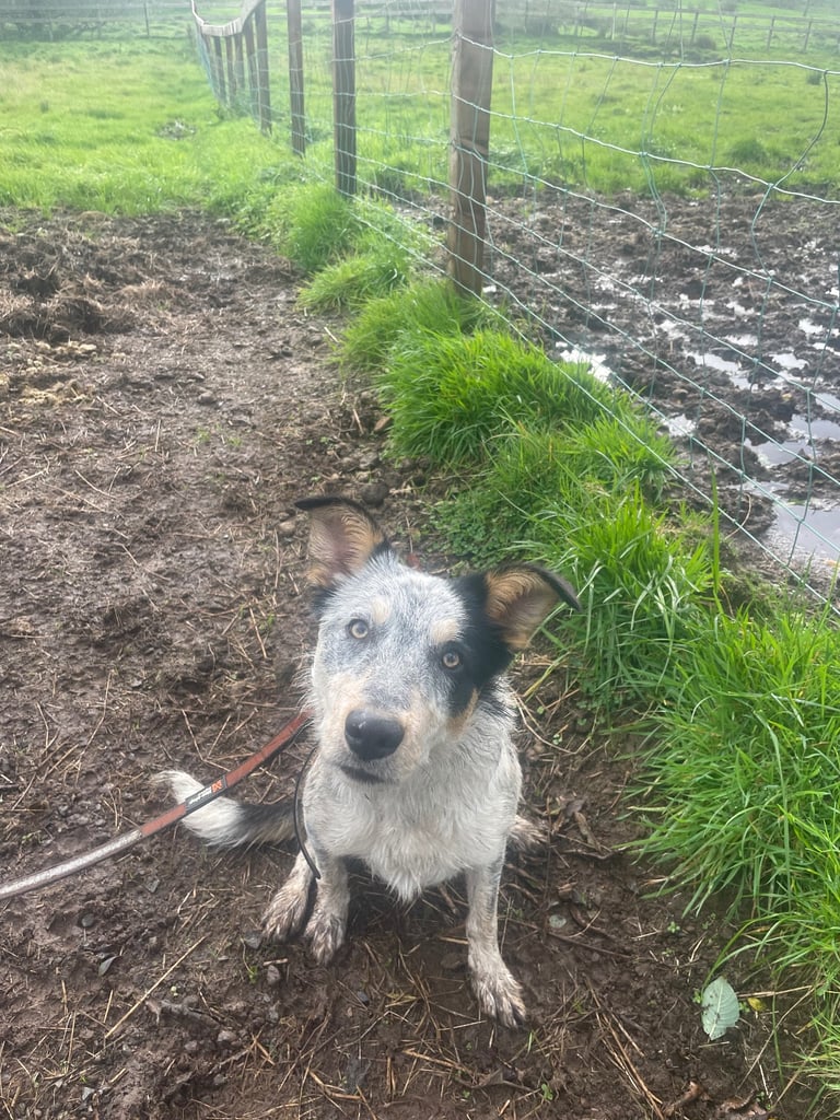 image for Border collie for sale 