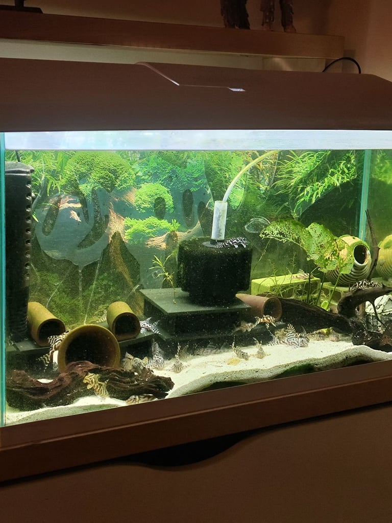 L236 and l066 pleco for sale