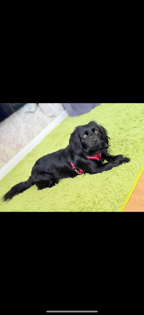 Mixed breed spaniel 