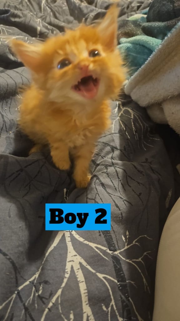 X5 Maine coon x Norwegian forest 