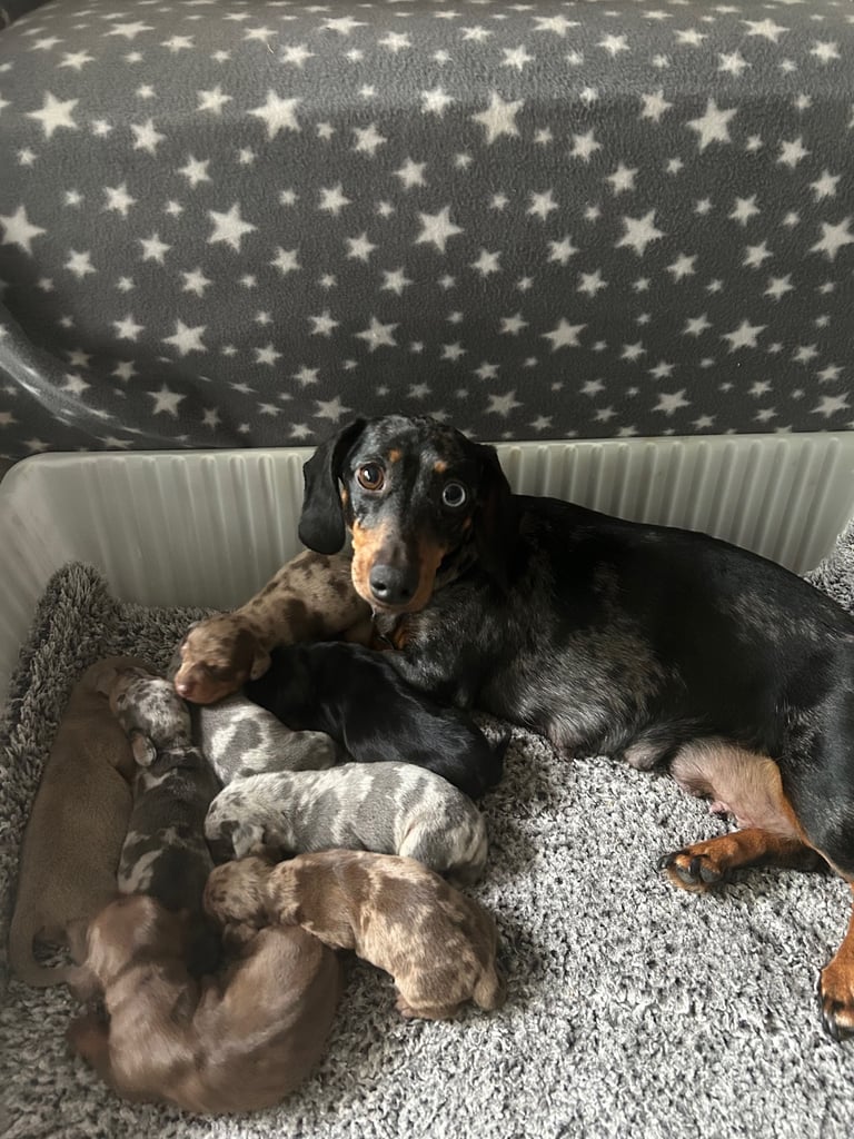 Beautiful Dachshund puppies 