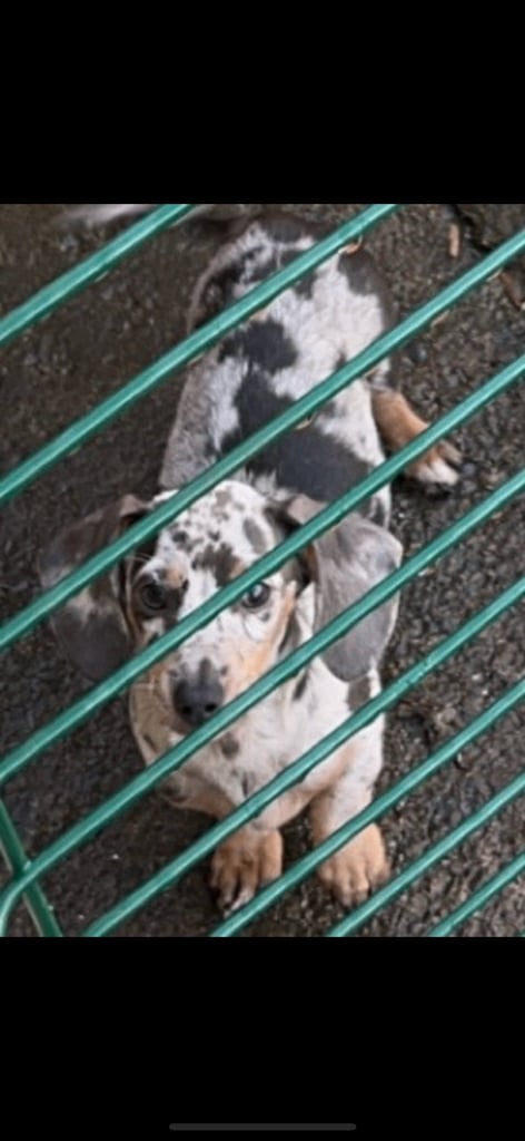 image for Miniature dachshund 