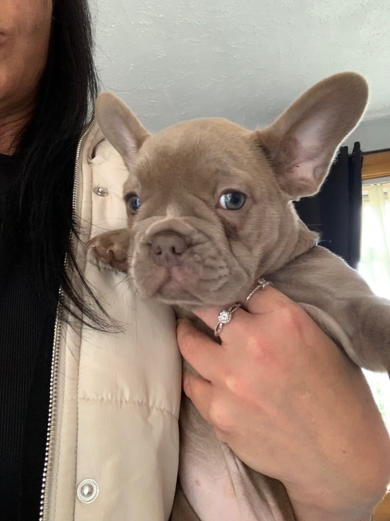Isabella shade French bull dogs reduced 