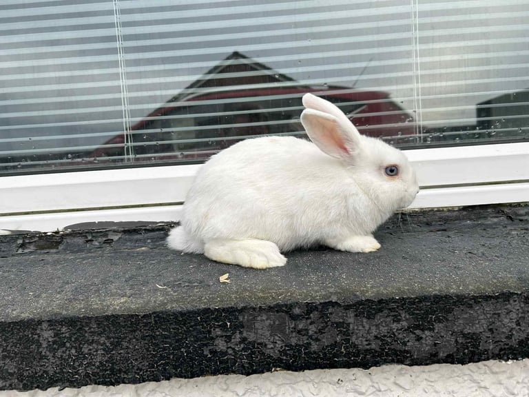 Baby Rabbits for Sale
